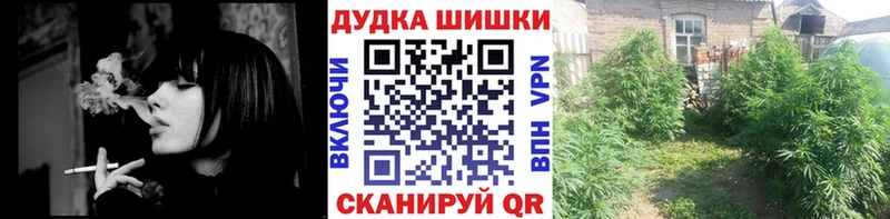 Конопля сатива  Мостовской 